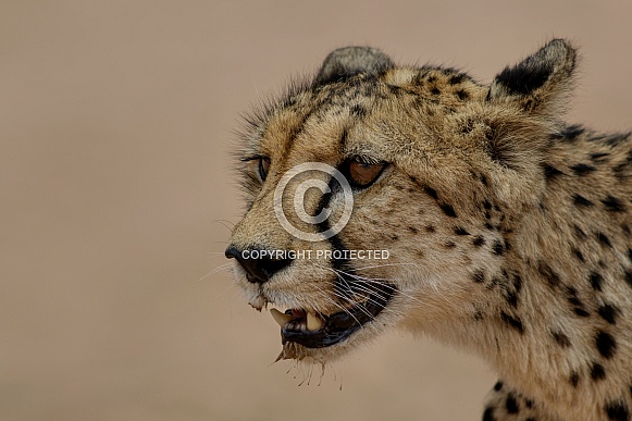 Cheetah profile
