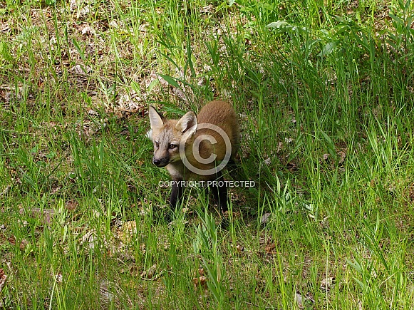 Red fox kit Red fox kit