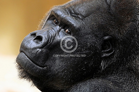 Western Lowland Gorilla