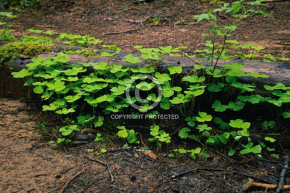 Redwood Sorrel (Oxalis oregana)