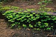 Redwood Sorrel (Oxalis oregana)