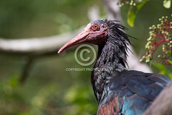 Northern bald ibis