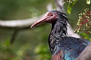 Northern bald ibis