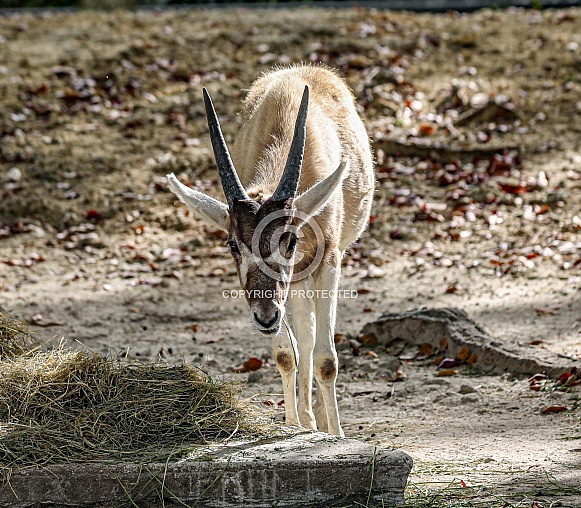 Addax white Antelope Addax white Antelope
