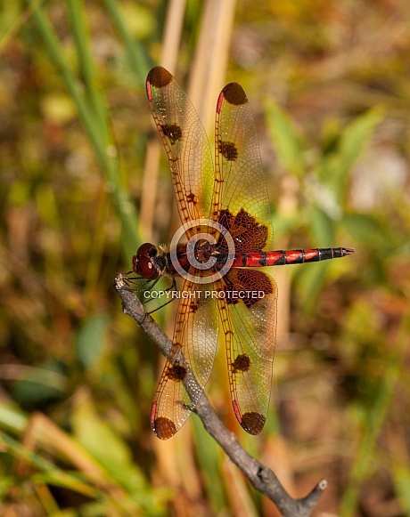 Calico Pennant Calico Pennant