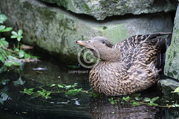 mallard