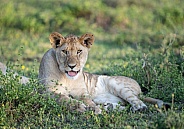 Lion cub with his tongue out in Africa