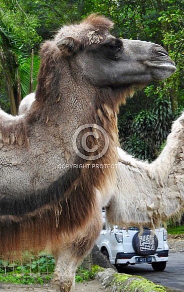 Bactrian Camel
