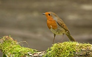 Eurasian Robin