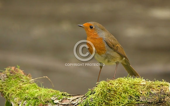 Eurasian Robin