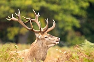 red deer