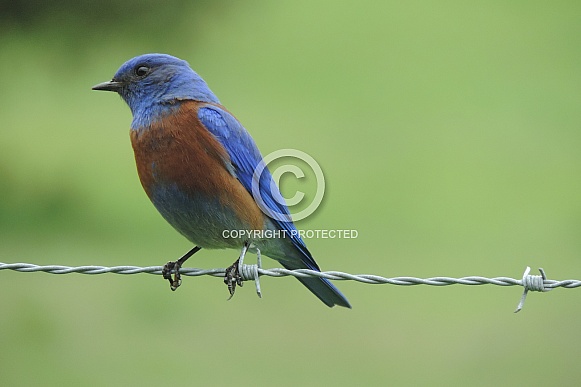 Western Bluebird Western Bluebird