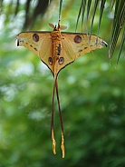 Madagascan Moon Moth