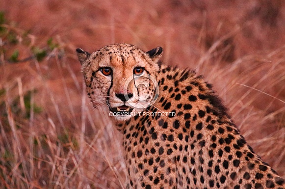 Cheetah