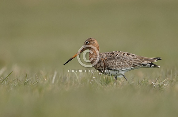 Black-tailed godwit