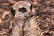 Meerkat Face Close Up