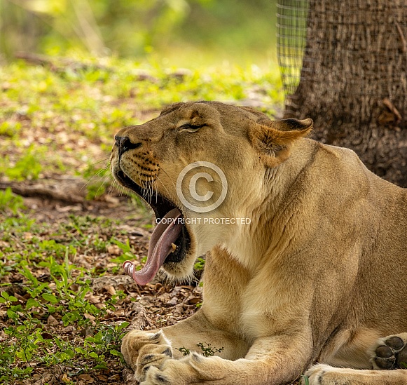 Female African Lions Female African Lions