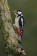 Great Spotted Woodpecker