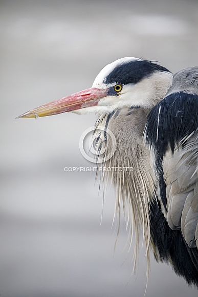 Grey Heron (Ardea cinerea) Grey Heron (Ardea cinerea)