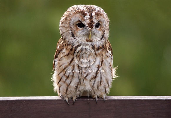 Tawny Owl