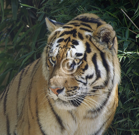 Bengal Tiger