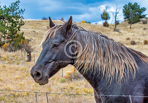 Horse