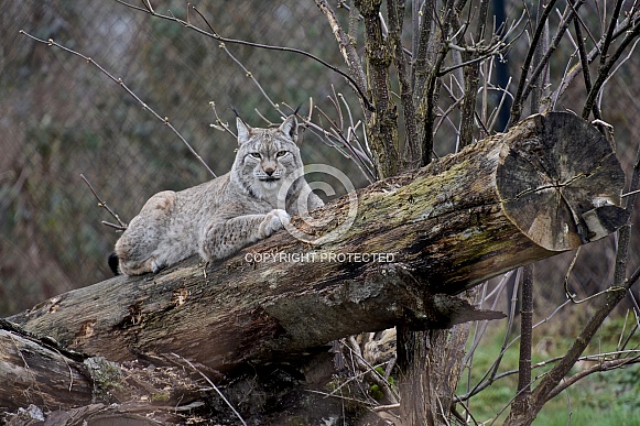 Lynx Lynx