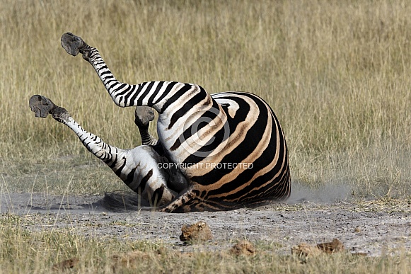 Zebra taking a dust bath - Botswana