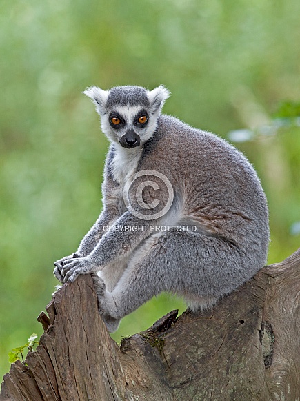 Ring tailed Lemur (Lemur Catta)
