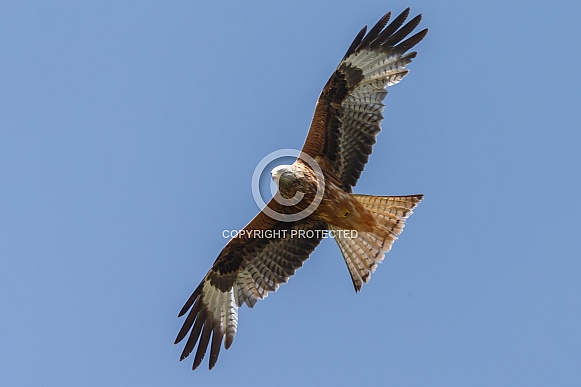 Red Kite