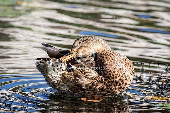 Female Mallard