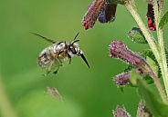 Hairy footed Flower Bee