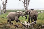 African Bush Elephant
