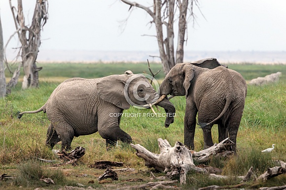 African Bush Elephant