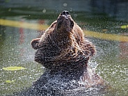 Brown Bear Shaking in Water