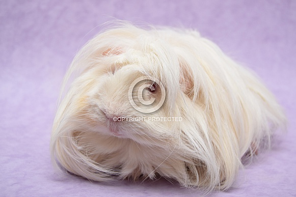 Peruvian Guinea Pig