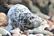 Grey seal pup