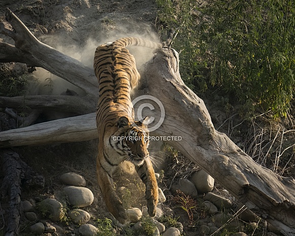 Tiger (2 of 4)