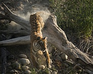 Tiger (2 of 4)