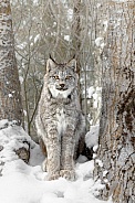Canada Lynx-Canada Lynx Wilderness