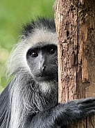 King Colobus