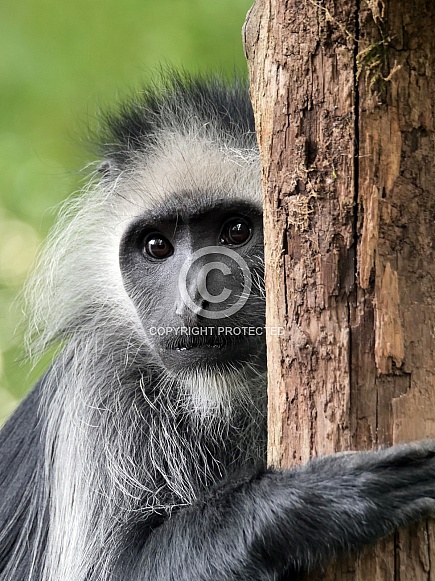 King Colobus