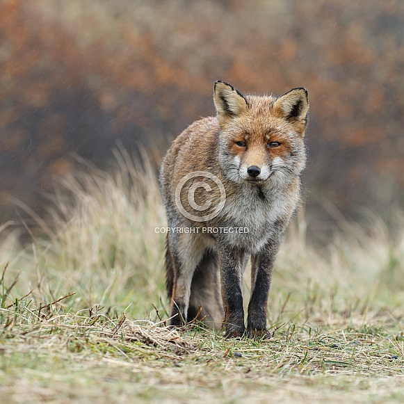 Red foxes