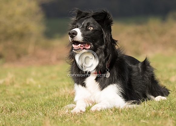 Black and White Border Collie Black and White Border Collie