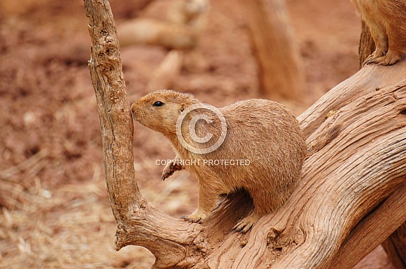 Prairie dog