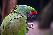 Red crowned amazon