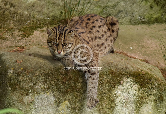 lazy Fishing cat lazy Fishing cat