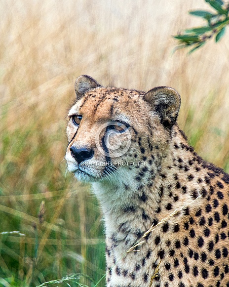 Cheetah Cheetah
