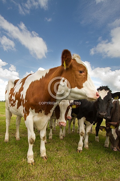 Dutch Cow and Cows