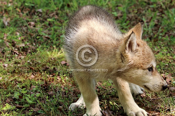 Wolf and Wolf Pups